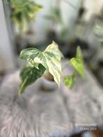 Anthurium Pterodactyl Variegata, Ophalen of Verzenden