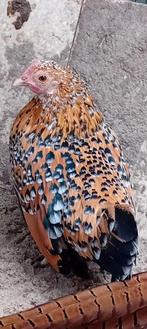 Kriel kippen, Femelle, Poule ou poulet