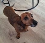 Teckel zoekt warm thuis, Standaard, Korthaar, Eén hond, 3 tot 5 jaar