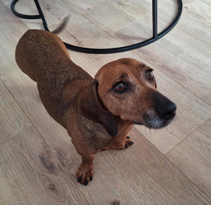Teckel zoekt warm thuis, Dieren en Toebehoren, Honden | Teckels en Dashonden, Teef, Korthaar, Standaard, Particulier, Eén hond