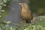 Merel vrouwtje pop 2025, Dieren en Toebehoren, Vogels | Overige Vogels, Vrouwelijk, Wildzangvogel, Geringd