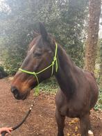 Lieve draver merrie zoekt goede thuis, Merrie, Minder dan 160 cm, Niet van toepassing, Gechipt