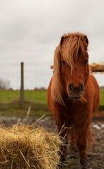 Drachtige Schimmelvos merrie 4 jaar oud, Dieren en Toebehoren, Pony's, Merrie, A pony (tot 1.17m), Gechipt, 3 tot 6 jaar
