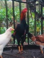 Trio o shamo, Dieren en Toebehoren, Pluimvee