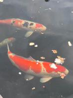 Prachtige Japanse Koi Kohaku, Dieren en Toebehoren, Vissen | Vijvervissen