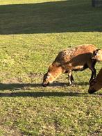 Kameroenschapen, Vrouwelijk, Schaap, 0 tot 2 jaar