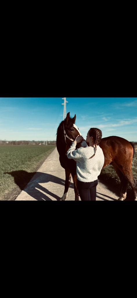 3-jarige ruin, Animaux & Accessoires, Chevaux, Hongre, Débourré