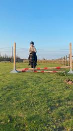 Verzorgpony/paard gezocht, Dieren en Toebehoren, Zadelmak