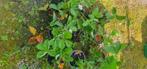 Heel mooie Aardbeiplanten, Tuin en Terras, Ophalen, Volle zon, Vaste plant, Fruitplanten