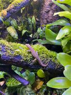 Rouwgekko’s - Lepidodactylus lugubris, Dieren en Toebehoren, Hagedis, 0 tot 2 jaar