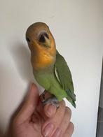 Handtamme agapornis, Dieren en Toebehoren, Dwergpapegaai of Agapornis, Tam