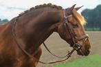 Profi-Rider Berlin Hoofdstel Bruin Cob + Full SALE!, Dieren en Toebehoren, Ophalen of Verzenden, Nieuw, Springen