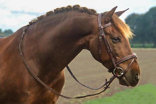 Profi-Rider Berlin Hoofdstel Bruin Cob + Full SALE!, Dieren en Toebehoren, Paarden en Pony's | Hoofdstellen en Tuigage, Nieuw