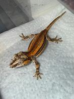 Gargoyle red / orange, Dieren en Toebehoren