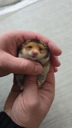 Hamster dore, Dieren en Toebehoren, Knaagdieren, Hamster, Tam, Juli, Geslacht onbekend