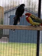 Rosella Parkieten, Plusieurs animaux, Perruche, Bagué