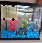 Guppies te koop, Zoetwatervis, Vis