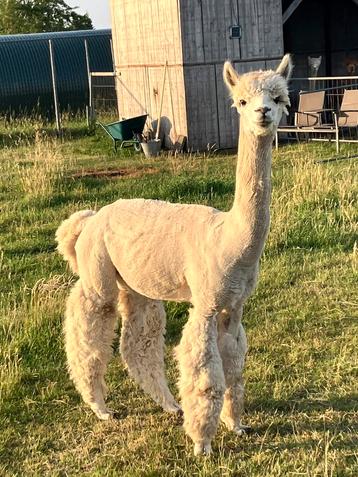 alpaca merries op vakantie laten dekken door dekhengsten. beschikbaar voor biedingen
