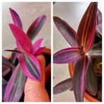 Tradescantia palida pink stripe, Huis en Inrichting, Kamerplanten, Ophalen