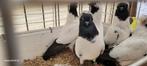 Nonduiven, Dieren en Toebehoren, Vogels | Duiven