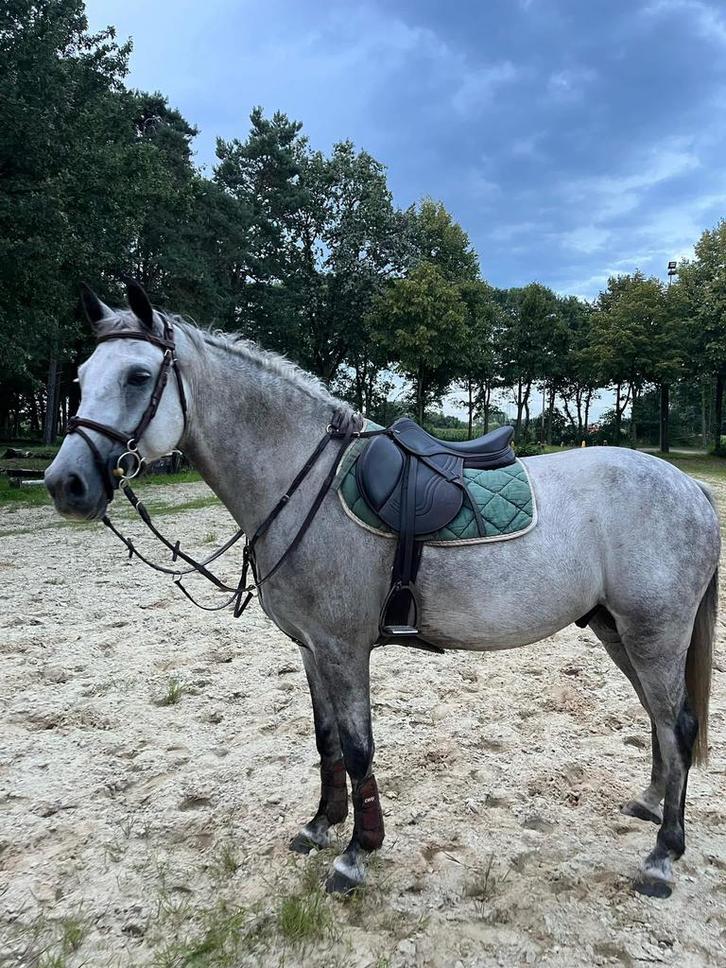 Super brave recreatie ruin, Dieren en Toebehoren, Paarden, Ruin, 160 tot 165 cm, 7 tot 10 jaar, Recreatiepaard, Met stamboom, Gechipt