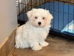 Chiots maltais, éleveur belge, Bichon maltais, Plusieurs, Parvovirose, Belgique