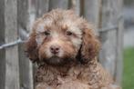 Mini Labradoodle pups (multigen), Dieren en Toebehoren, Honden | Retrievers, Spaniëls en Waterhonden, België, Overige rassen, CDV (hondenziekte)