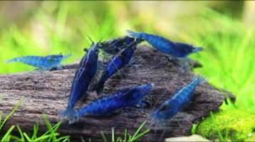 Blue velvet shrimp beschikbaar voor biedingen