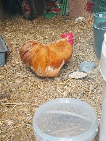 Lieve cochin kriel haan (Pazie)  beschikbaar voor biedingen