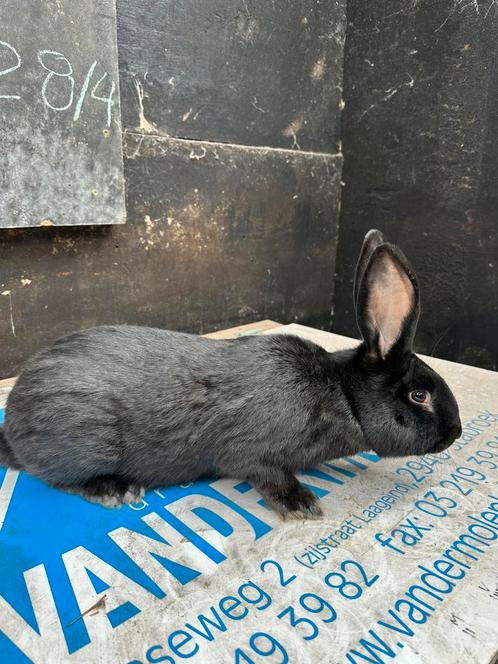 Jonge kweekrijpe rammelaar te koop, Dieren en Toebehoren, Konijnen, Groot, 0 tot 2 jaar