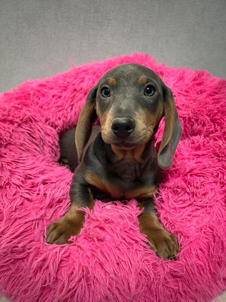 Kortharige teckel pup, Dieren en Toebehoren, Honden | Teckels en Dashonden, Fokker | Professioneel, Meerdere, België, 8 tot 15 weken