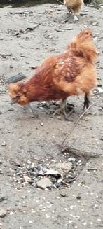 Zijdehoen haantjes, Mannelijk, Kip