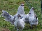 Gezocht. Broedeieren van British araucana, Dieren en Toebehoren