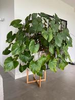 Grote kamerplant  met pot - Homalomena Rubescens Maggy, Huis en Inrichting, Kamerplanten, Overige soorten, 100 tot 150 cm, Halfschaduw