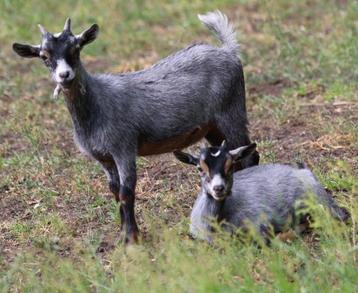 Dwerggeitje beschikbaar voor biedingen