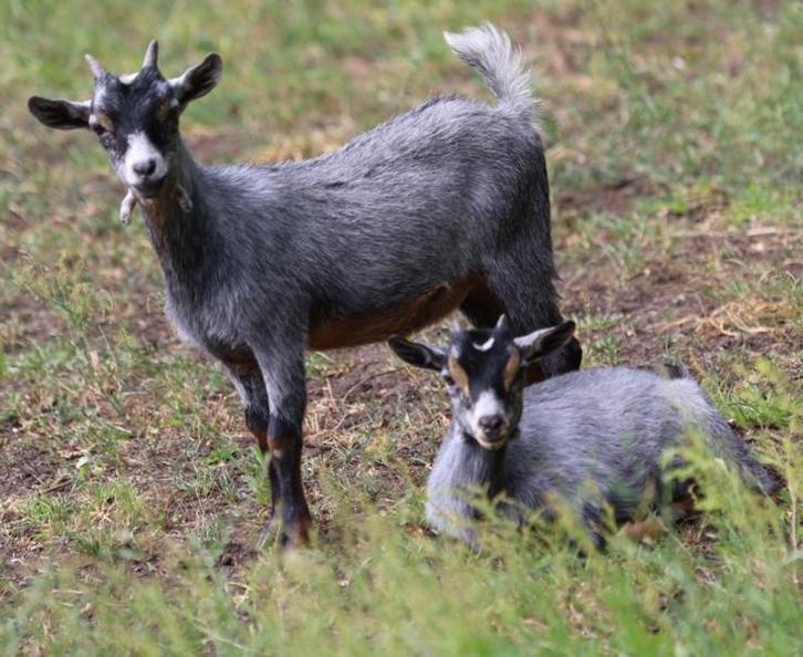 Dwerggeitje, Dieren en Toebehoren, Schapen, Geiten en Varkens