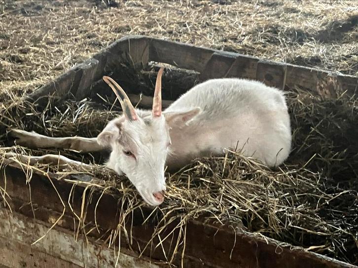 Drieling melkgeit miekes grote maat, Dieren en Toebehoren, Schapen, Geiten en Varkens, Geit, Vrouwelijk, 0 tot 2 jaar