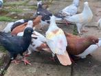 Mooi duiven, Dieren en Toebehoren, Vogels | Duiven