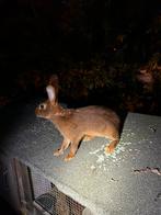 Belgische haaskonijn, Dieren en Toebehoren, Konijnen