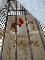 Putter, Dieren en Toebehoren, Mannelijk