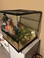 GLAZEN TERRARIUM ZOEKT NIEUWE BEWONER!!, Ophalen, Gebruikt