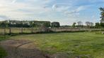 Weide te huur (2000m2), Dieren en Toebehoren