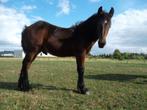 Belgisch trekpaard bruin hengstveulen., Dieren en Toebehoren, Paarden, Hengst, Gechipt, 0 tot 2 jaar