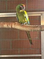 Soldaten ara, Dieren en Toebehoren, Mannelijk, Papegaai, Geringd