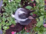 Prachtige kleurdwerg konijntjes supertam blijven zeer klein, Petit