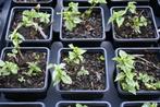 Lamiastrum 'Silberteppich', Tuin en Terras, Ophalen, Bodembedekkers, Vaste plant, Halfschaduw