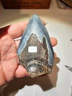 megalodon tand 30 uit south-carolina 9 cm., Ophalen of Verzenden, Fossiel