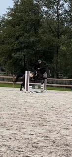 Leermeester springen gezocht aankoop/lease/ruiter, Dieren en Toebehoren, Merrie