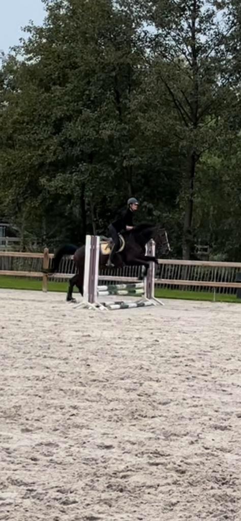 Leermeester springen gezocht aankoop/lease/ruiter, Dieren en Toebehoren, Paarden, Merrie