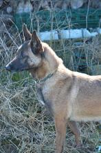 Chien de garde des chiennes Malines Shepherd, 3 à 5 ans, Chienne, Éleveur | Loisir, Belgique